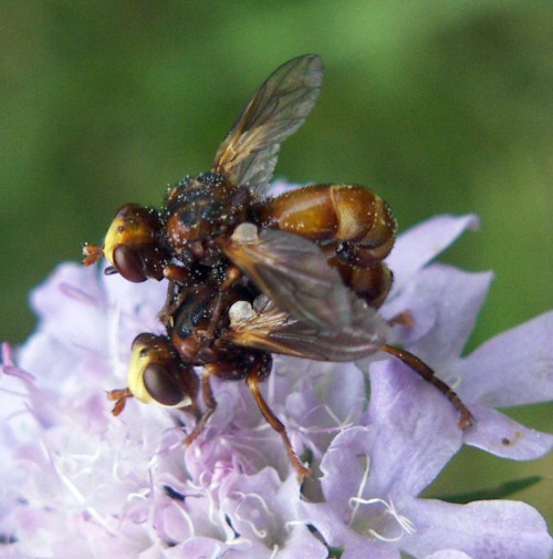 Sicus ferrugineus